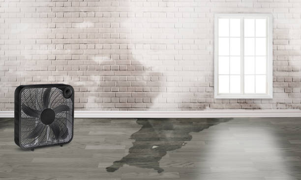 Best Water damage cleanup near me  in Villa Hills, KY